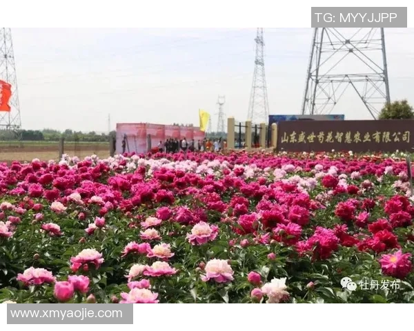 山东菏泽籍足球明星的崛起与成就探索之旅